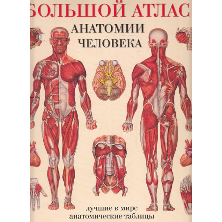 Большой атлас анатомии человека
